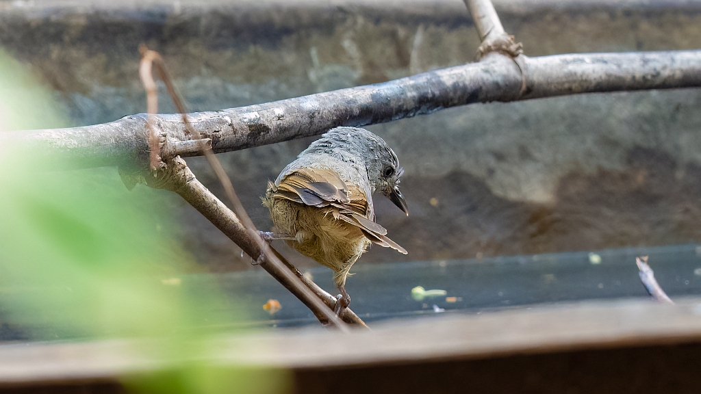 Brown-cheeked Fulvetta